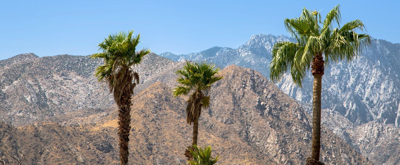 Palm trees against the San Jacinto mountains under a clear blue sky in Palm Springs